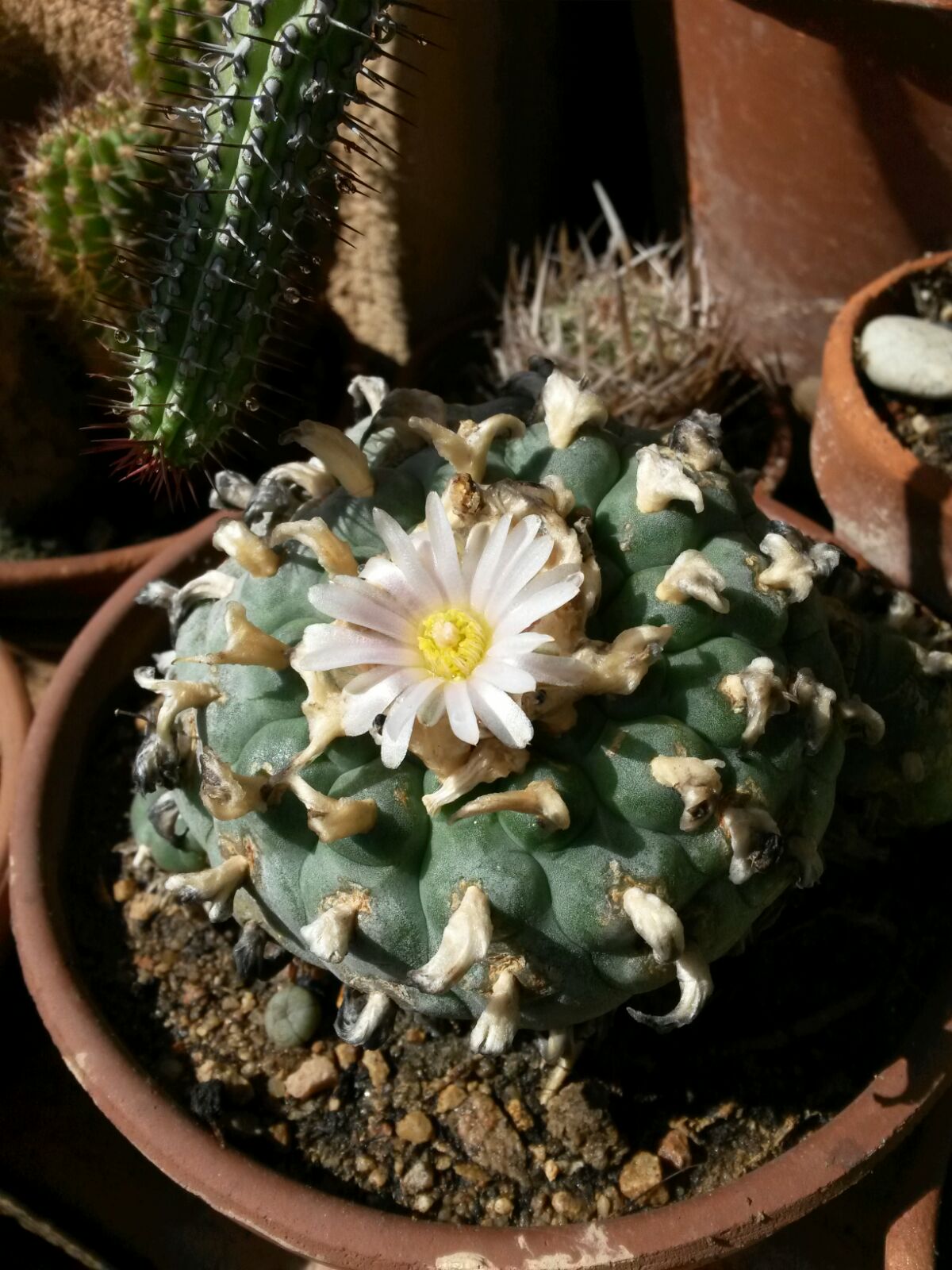 Lophophora_williamsii_(2).jpg